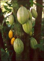 Pianta del cacao