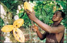 Raccolta del cacao